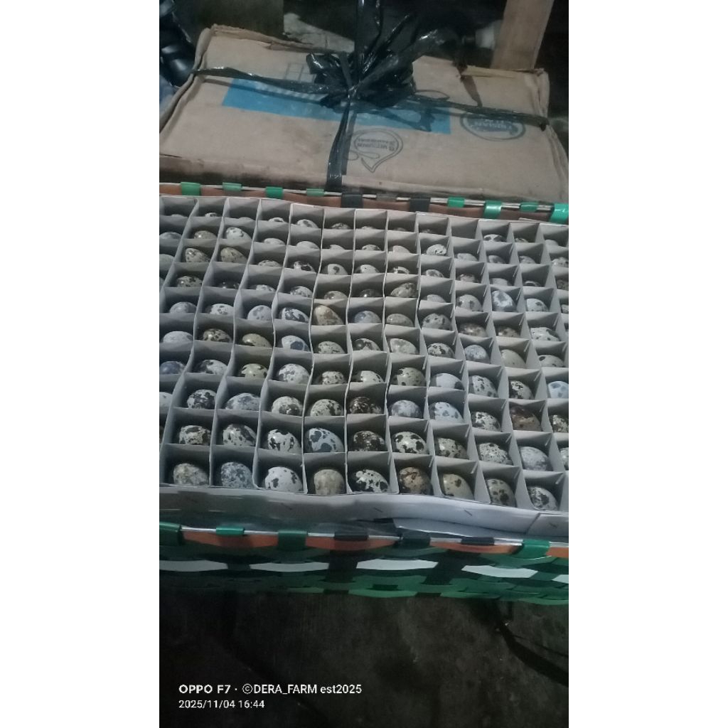telur puyuh dari kandangnya langsung