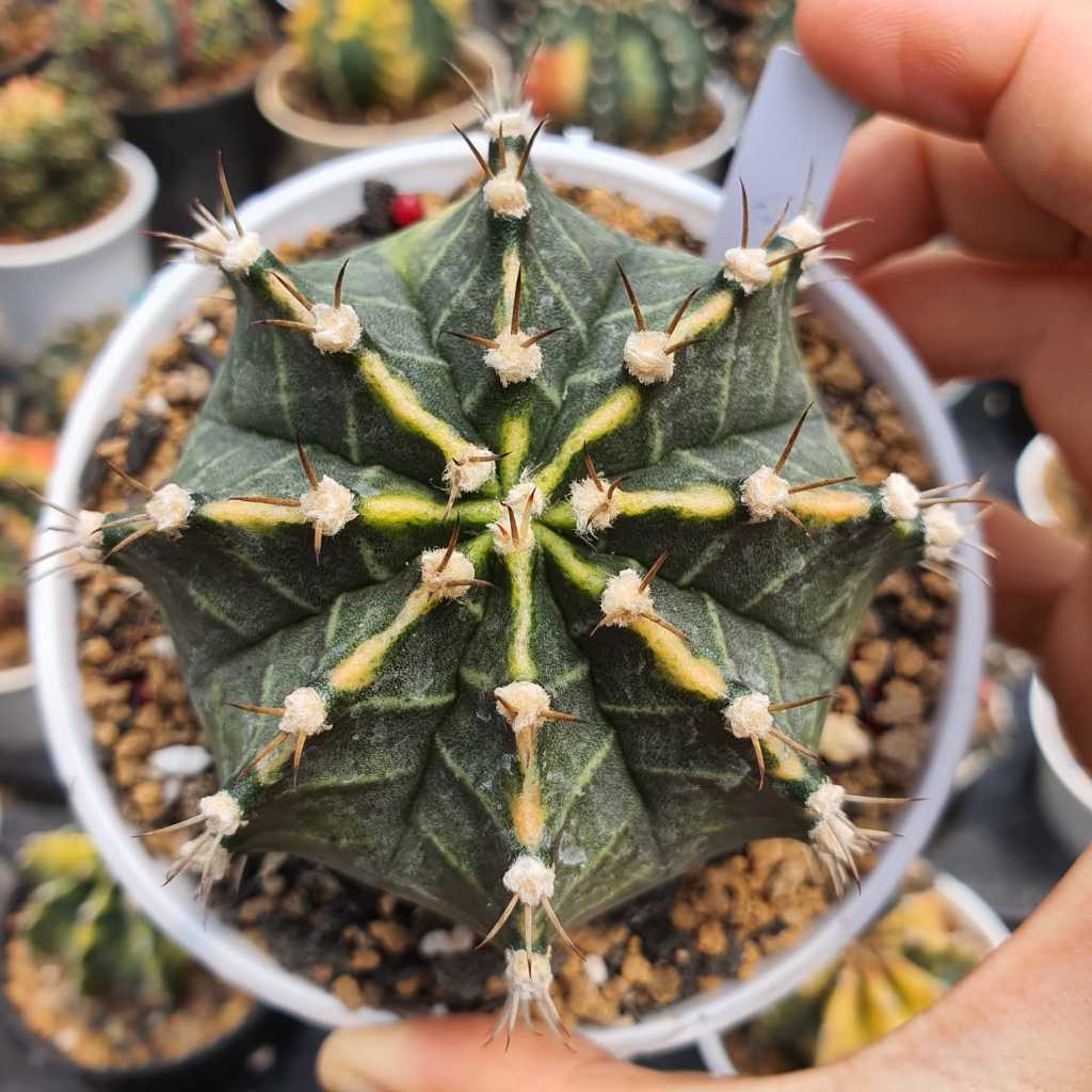 Kaktus Gymnocalycium Mihanovichii Starfire Gymno Miha Lokal Cactus Milo