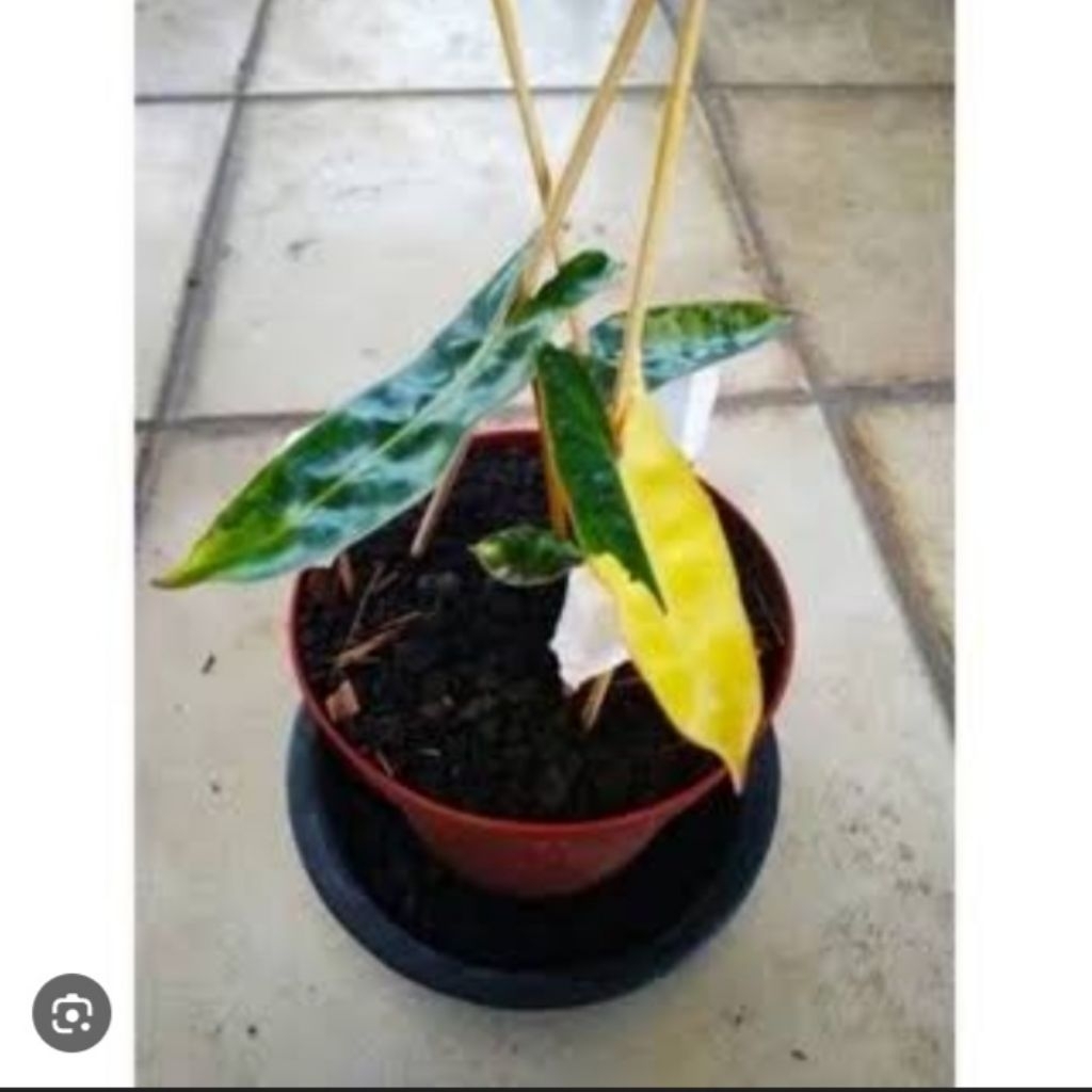 PROMOTANAMAN HIAS BUNGA HIDUP PHILODENDRO KABEL BUSI VARIEGATA,ANAKN PHILO VARIEGATA