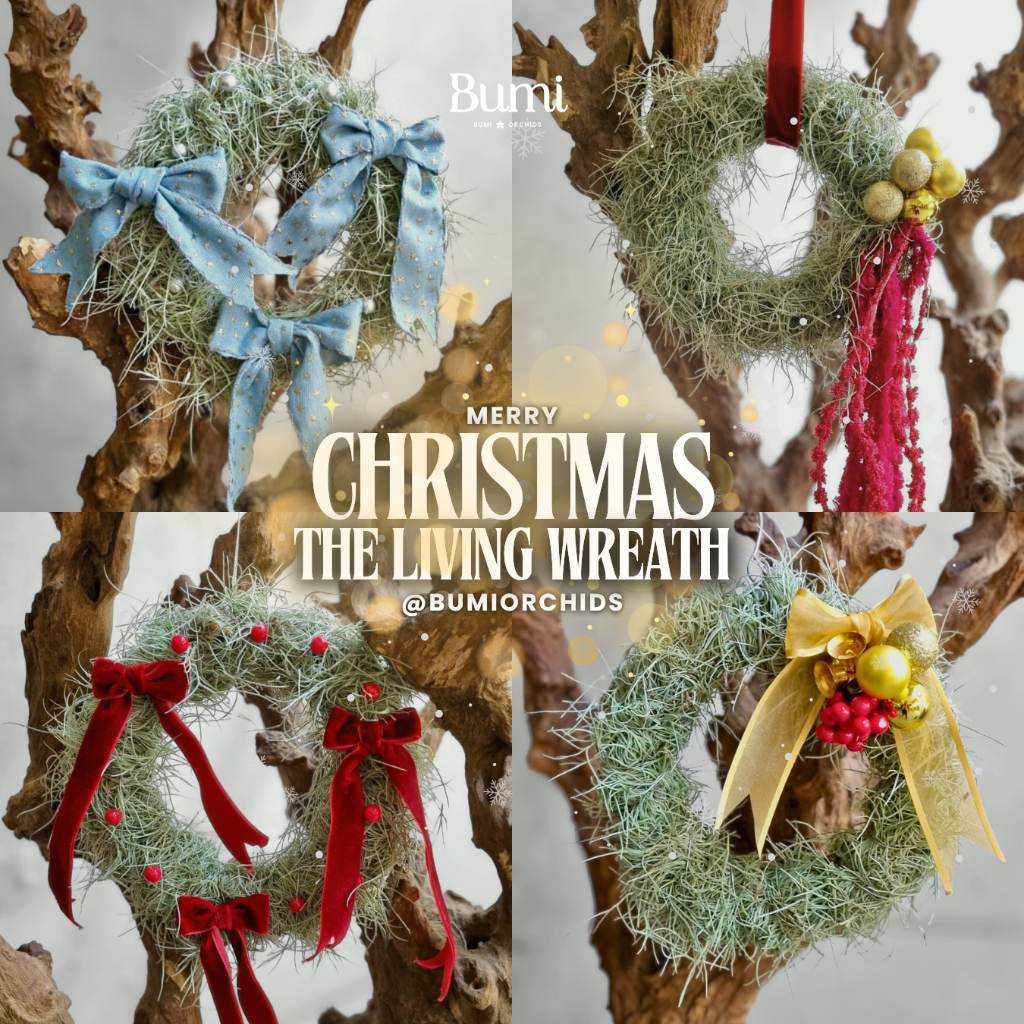 Tillandsia Christmas The Living Wreath Hiasan Pintu Natal Air Plants Tanaman Hidup Dekorasi Gantung 