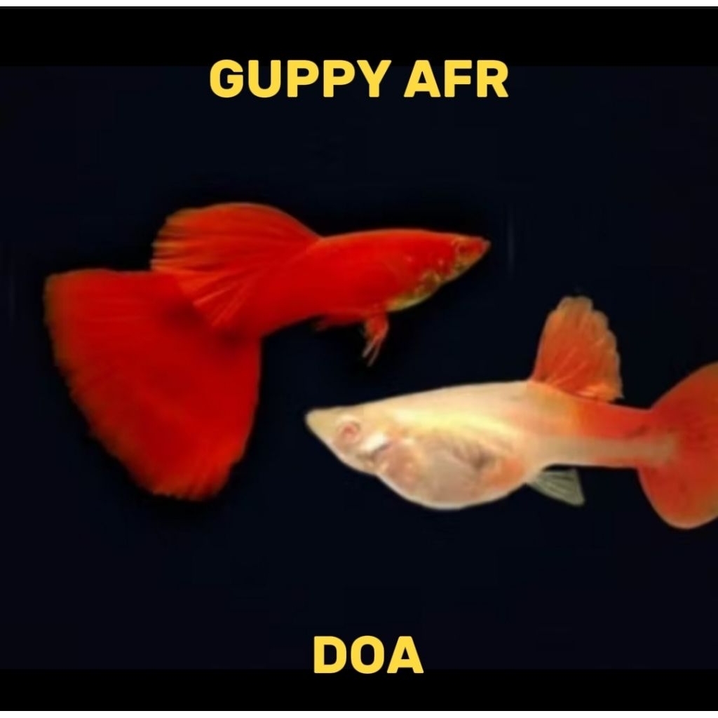 MAINAN GUPPY AFR