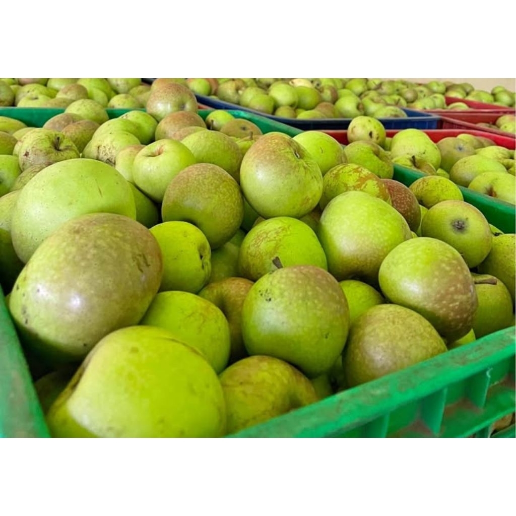 Apel manalagi apel malang 1 kg apel fresh kota batu