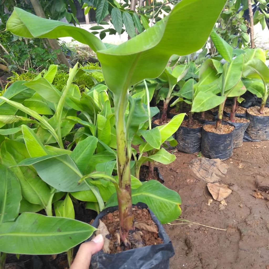 Bibit Pisang Mas Kirana Pisang Emas Kirana KUALITAS SUPER