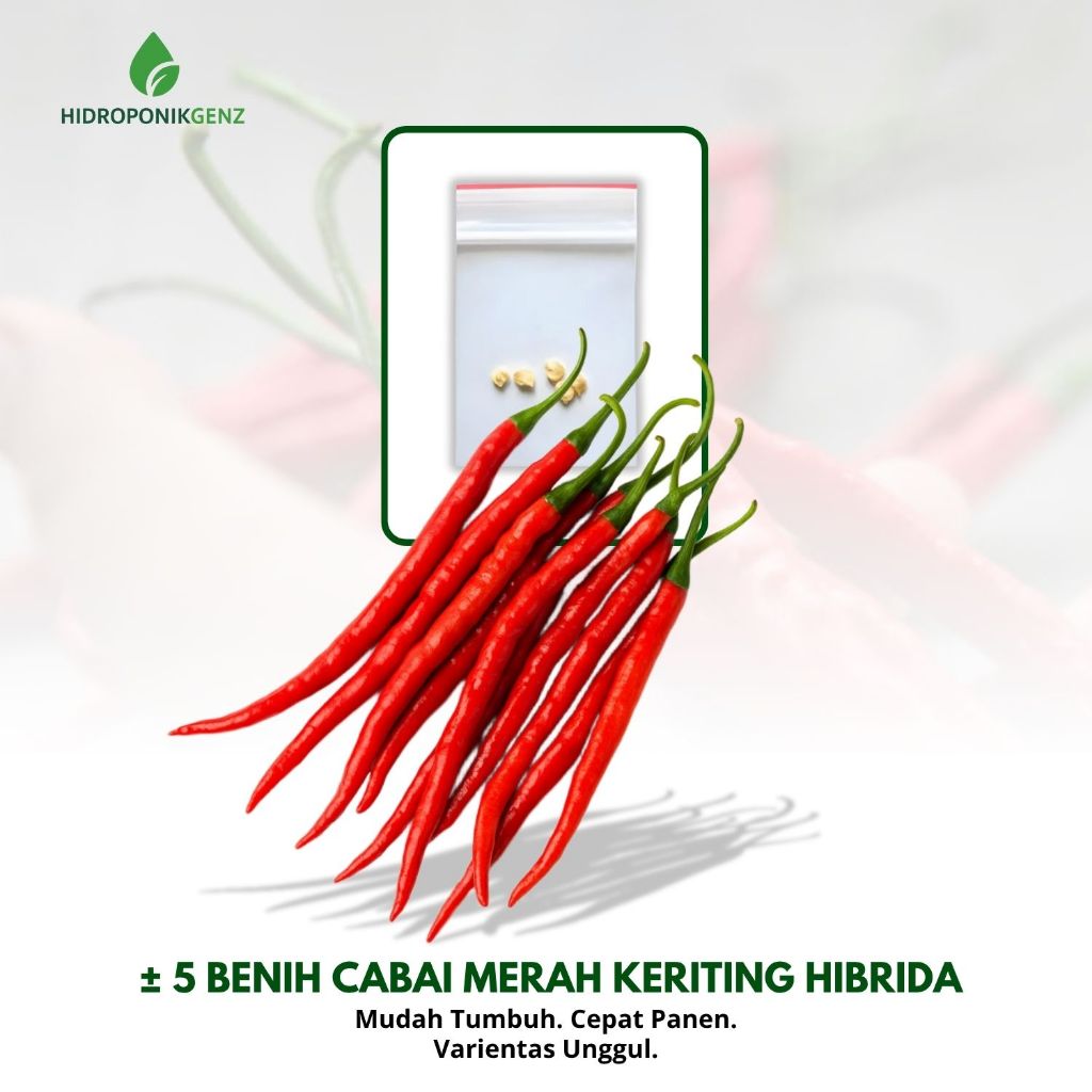 5 Benih Cabe Keriting Merah F1 Hibrida