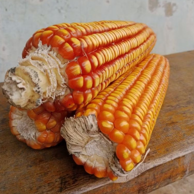 Jagung bonggol jagung kampung