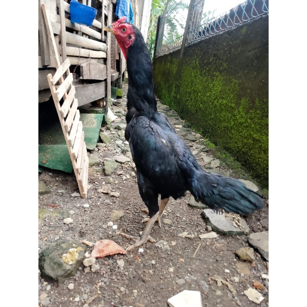 Materi ternak ayam pamangon tampar pama iq betina super istewa materi ternak ayam berkualitas