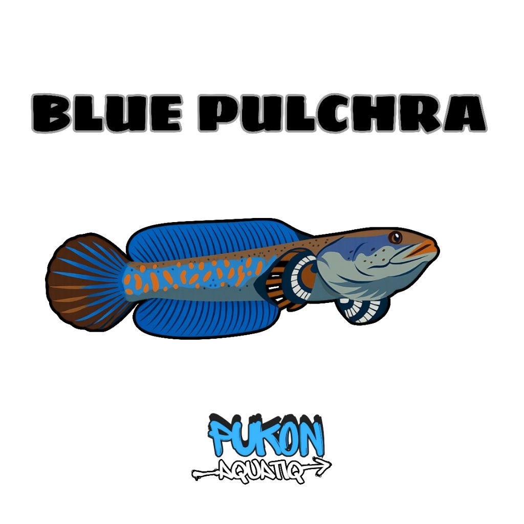 Ekstrak ketapang cair baby Blue Pulchra josjisss fulldot