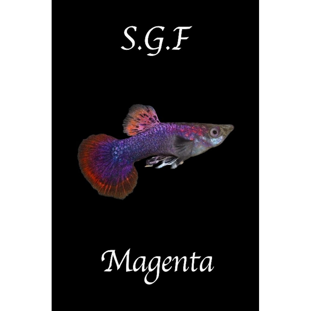 guppy  magenta