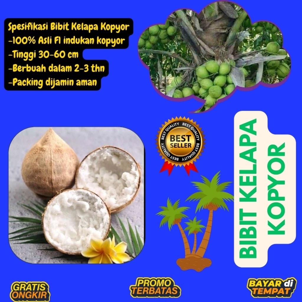 TERPERCAYA !! Bibit Kelapa Kopyor Trubus
