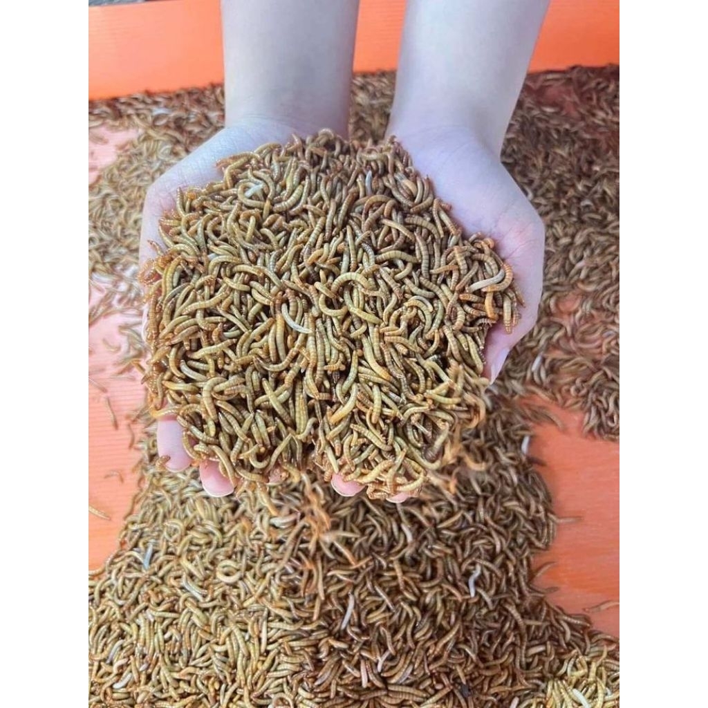 Ulat Hongkong pakan chana burung dll