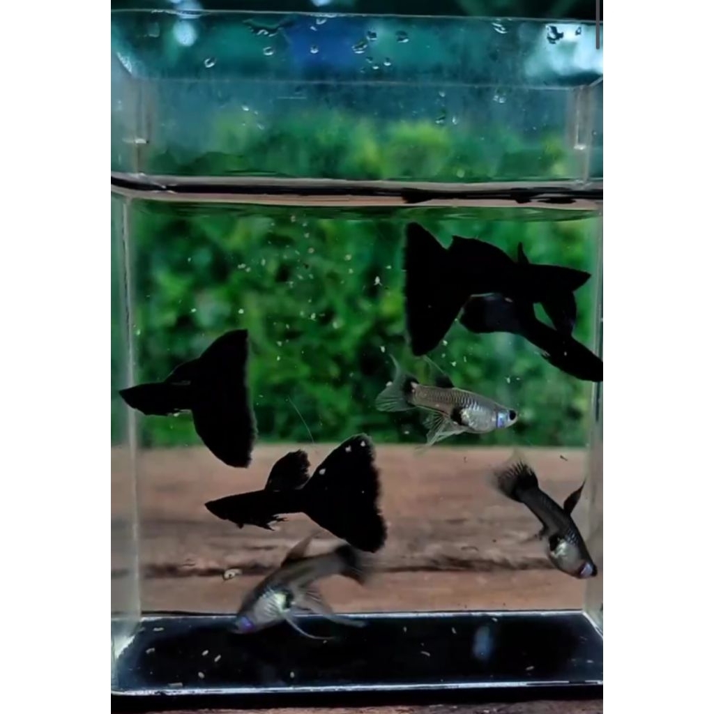 hiasan aquarium guppy black Moscow ribbon