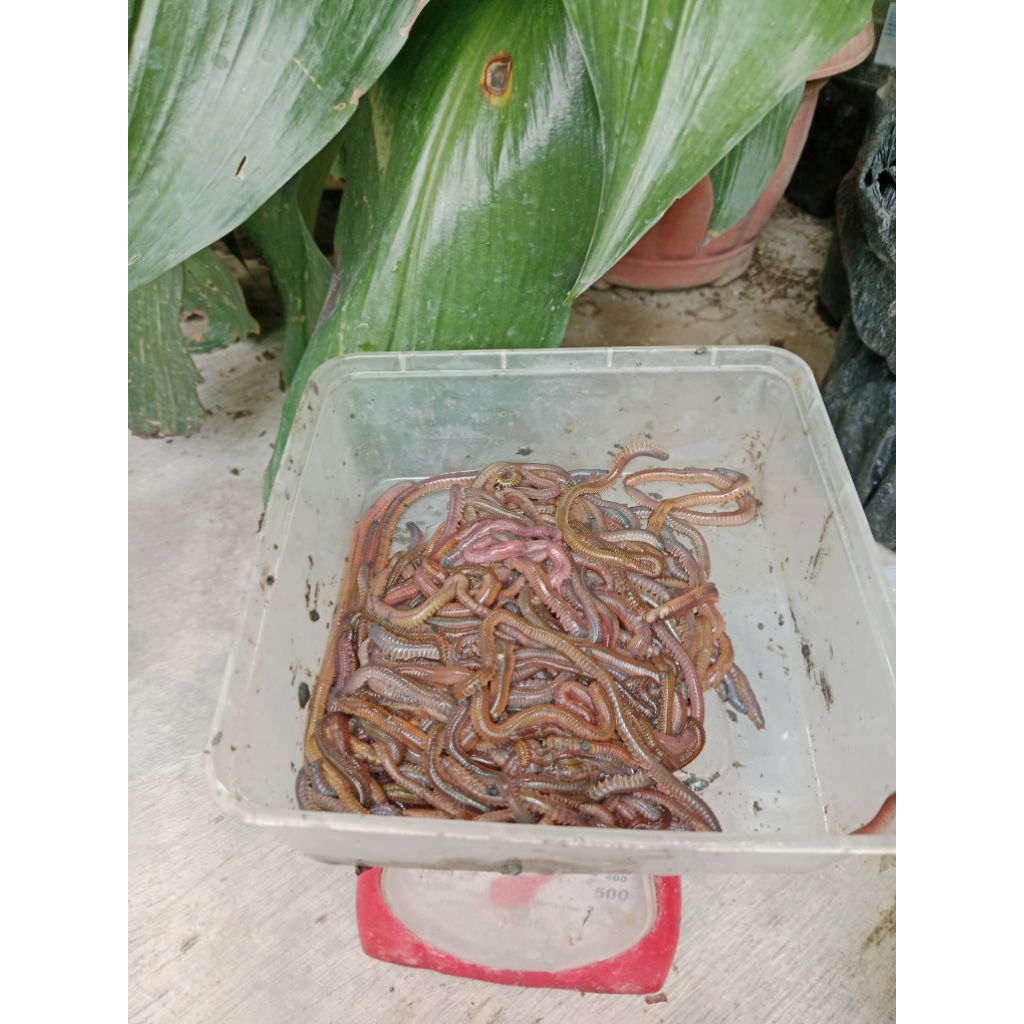 cacing laut naga merah untuk umpan mancing ikan laut maupun ikan air tawar 6pack