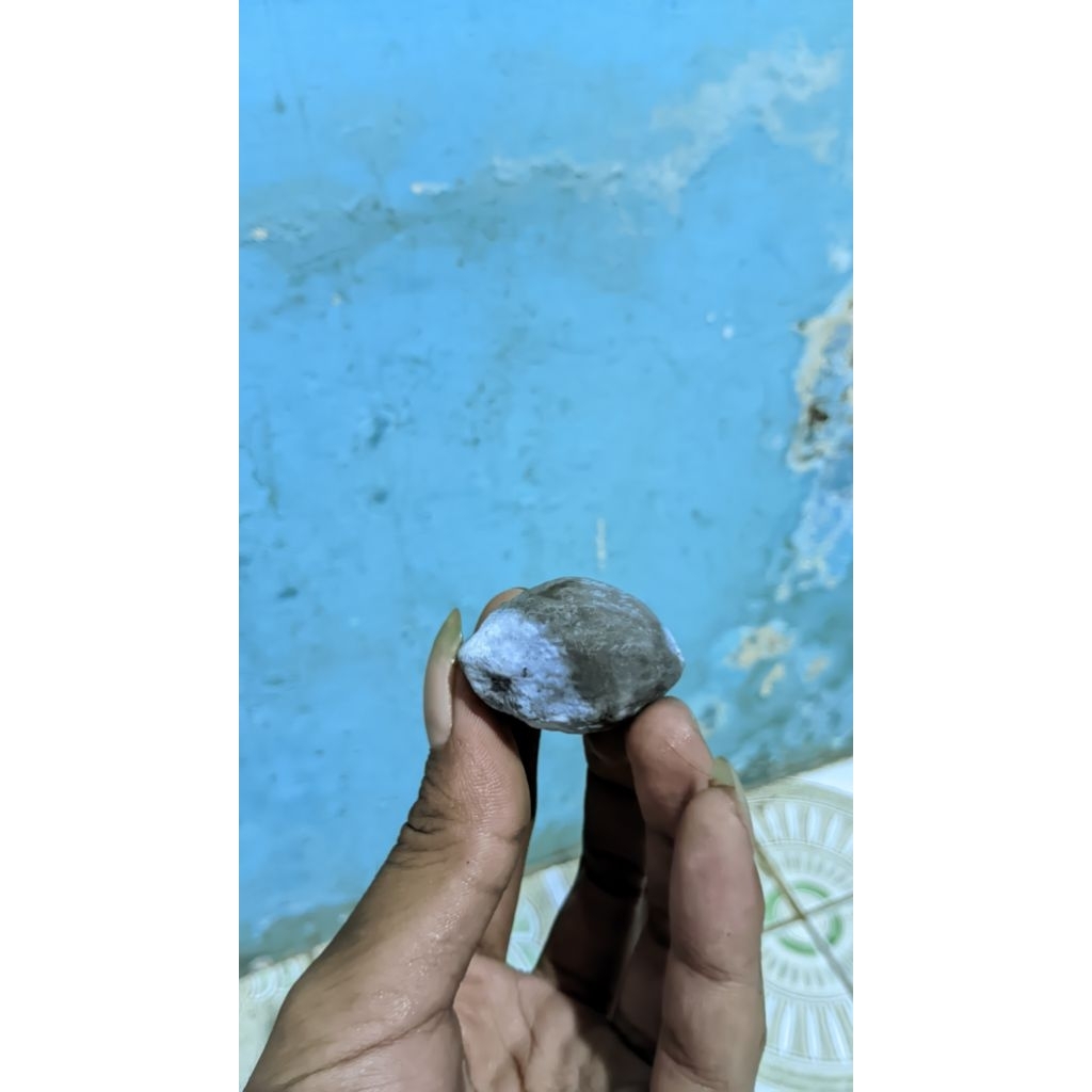 Kemiri adu jenis jayanti anredi