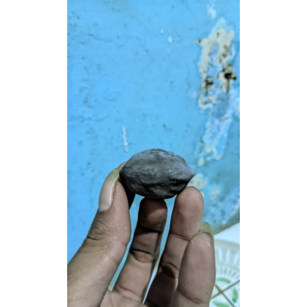 Kemiri adu jenis jayanti anredi