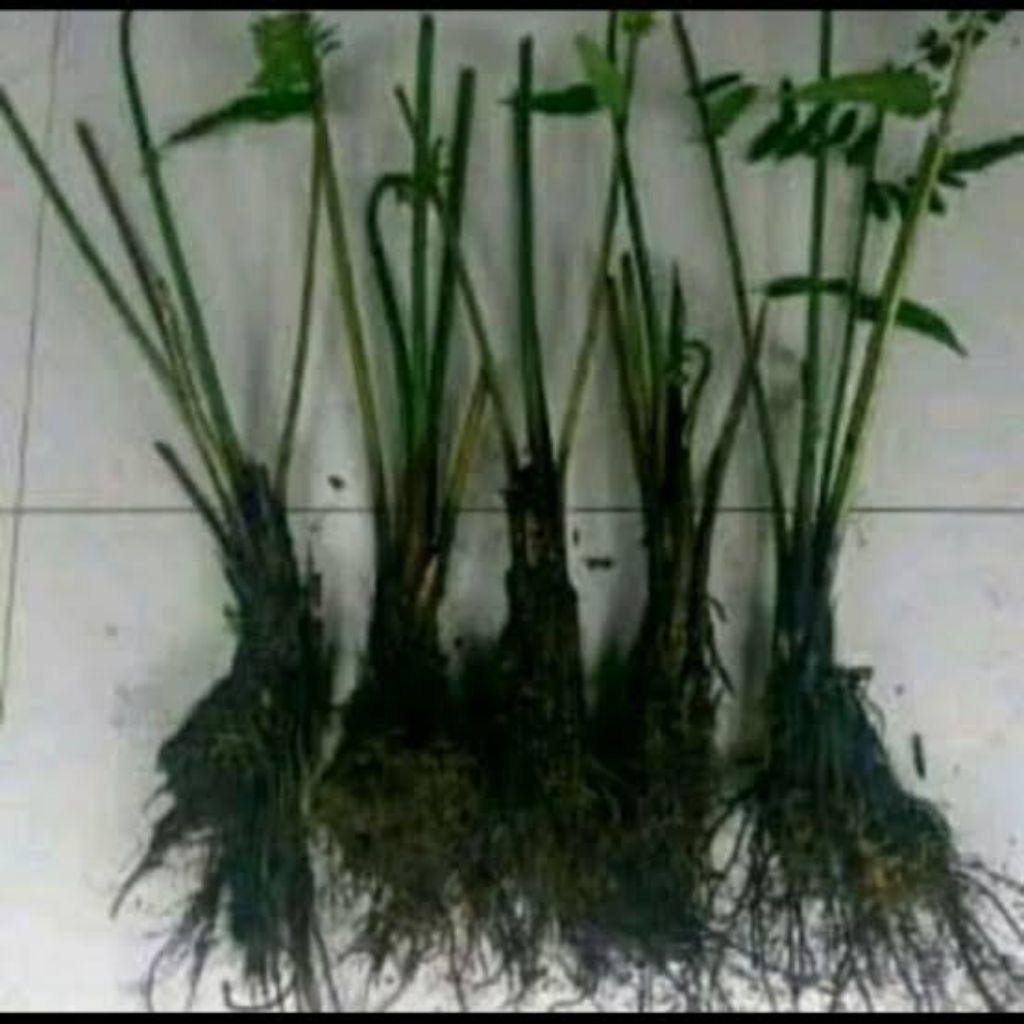 Bibit Pakis Sayur Siap Tanam | Bibit Sayuran Pakis | Bibit Sayur Pakis |