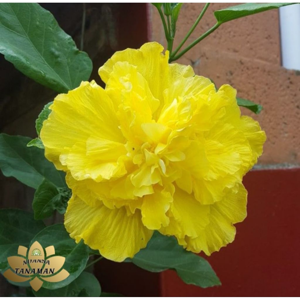 Tanaman Pohon Kembang Sepatu Bunga Kuning Tumpuk Siap Tanam/Pohon Kembang Sepatu Bunga Kuning Tumpuk