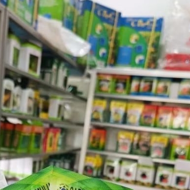 Benih Bibit Semangka Non Biji Lentera F1 (Tahan Virus) Oval Lonjong. isi 20 Gram Kadaluarsa 2026 Ter