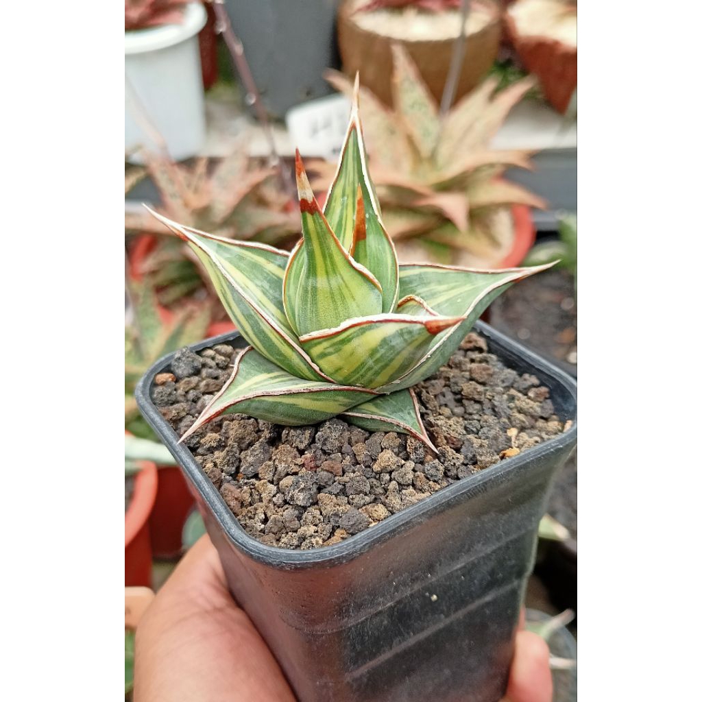 Sansevieria Pinguicula Varigata