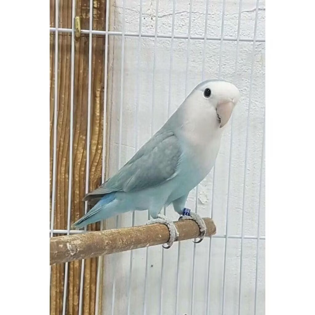 lovebird no klep biru pilihan