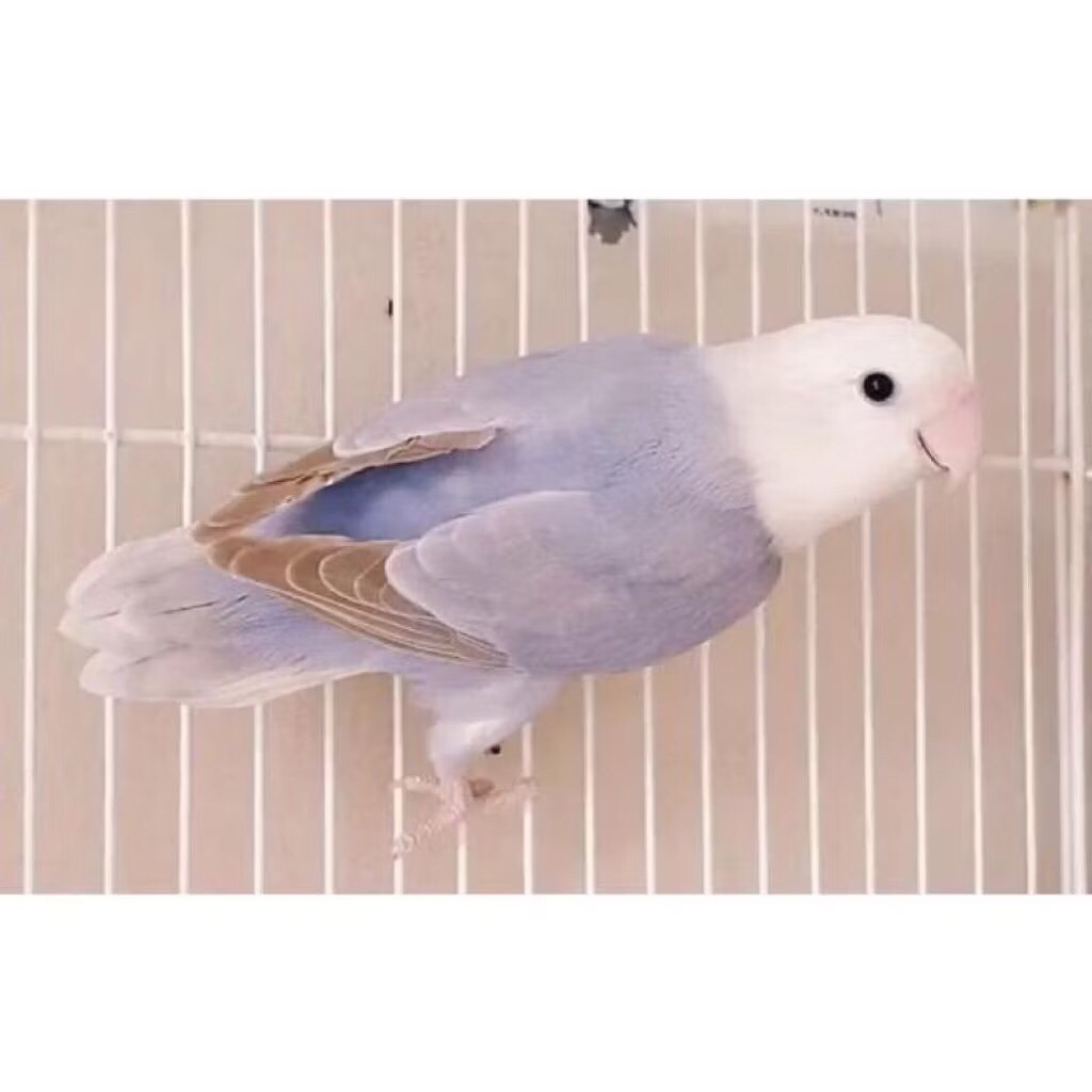 lovebird no klep pastel pilihan