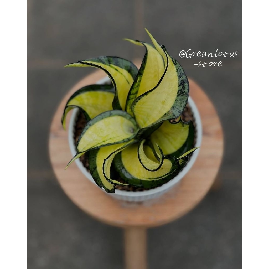 Ready Stok Tanaman Hias Sansivera Golden Wendy + Pot putih