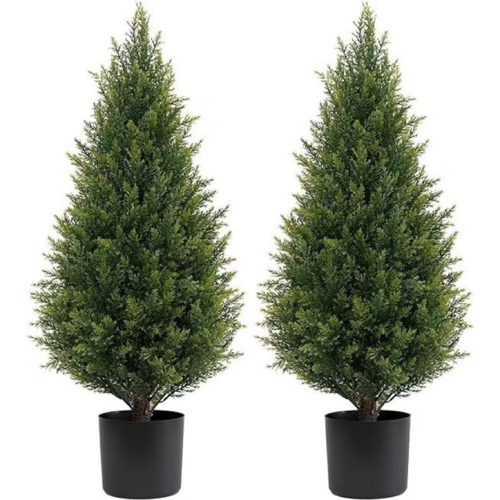 Tanaman cemara lilin pohon Cemara lilin tanaman cemara lilin pohon cemara natal cemara lilin