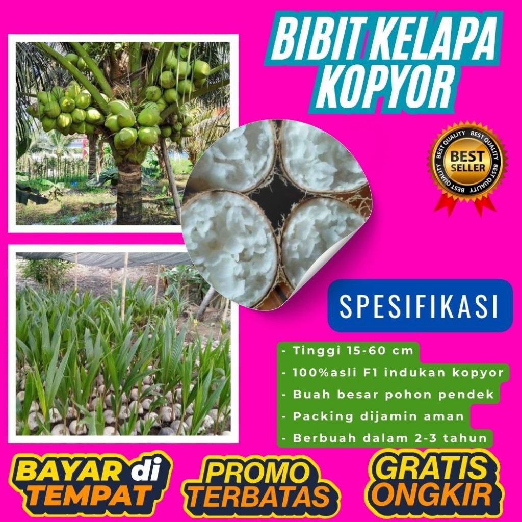 PROMO !! Bibit Kelapa Kopyor, Bibit Kelapa Kopyor Asli, Bibit Kelapa Kopyor Bersertifikat