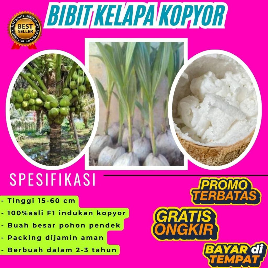 KUALITAS UNGGULAN  Bibit Kelapa Kopyor Madu, Bibit Kelapa Kopyor Super, Bibit Kelapa Kopyor Terdekat