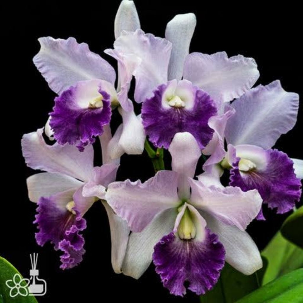 Anggrek Cattleya Jairak Breeze
