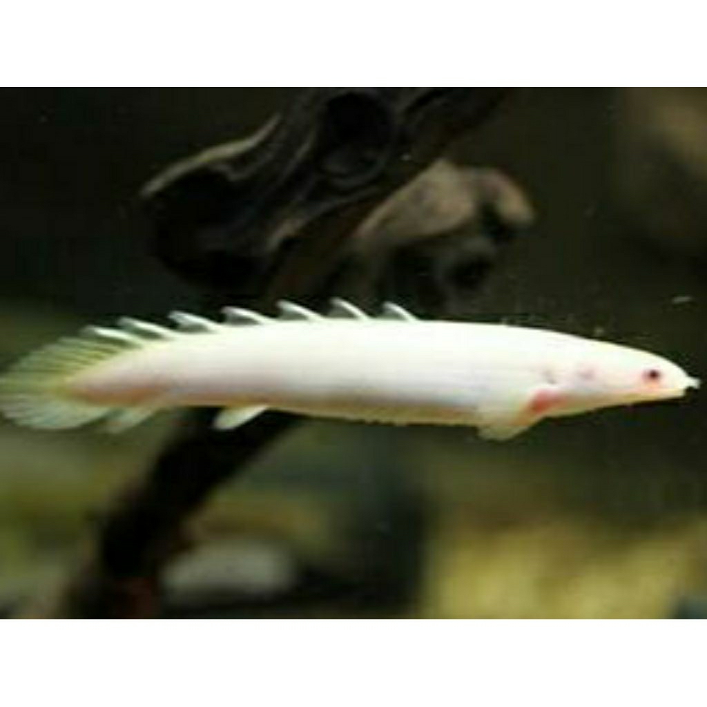 Polypterus senegalus albino (PALMAS ALBINO) hiasan aquarium size 18-20cm hiasan aquarium