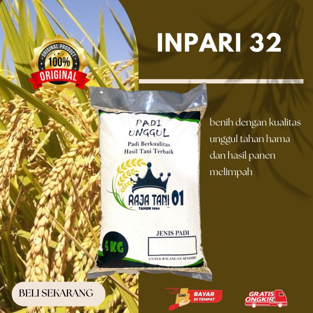 BENIH PADI INPARI 42 UNGGUL BERKUALITAS 100% ORIGINAL