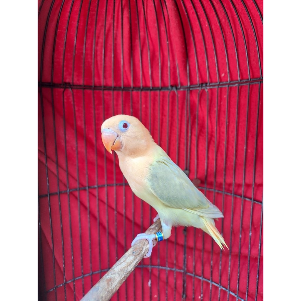 Lovebird Paud Jantan Biola AquaBlue1 Violet Pale Fallow (PF)