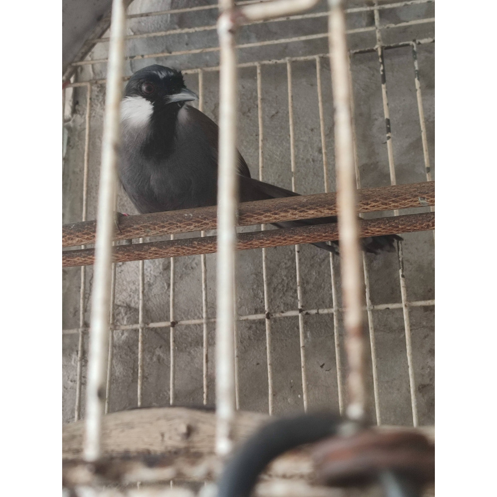 POKSAY HONGKONG DEWASA GACOR