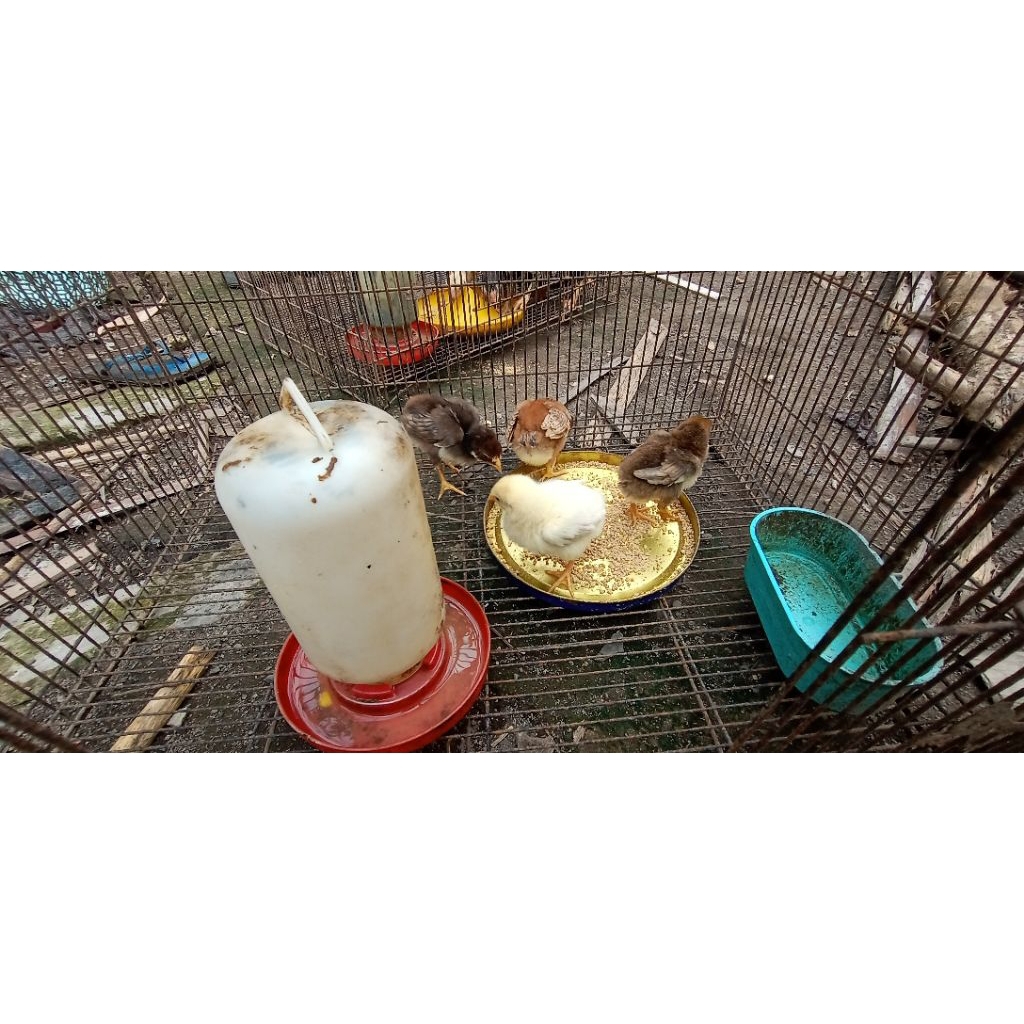 DOC ekor lidi / anakan ayam hias Ekor lidi 2 minggu