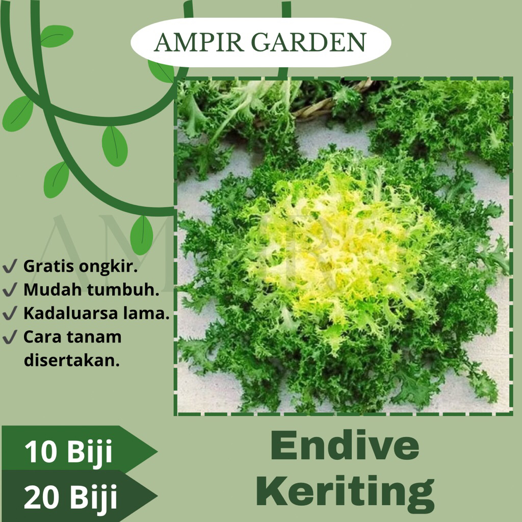 Benih ENDIVE KERITING Selada Lettuce Curly Endive Import Berkualitas Premium