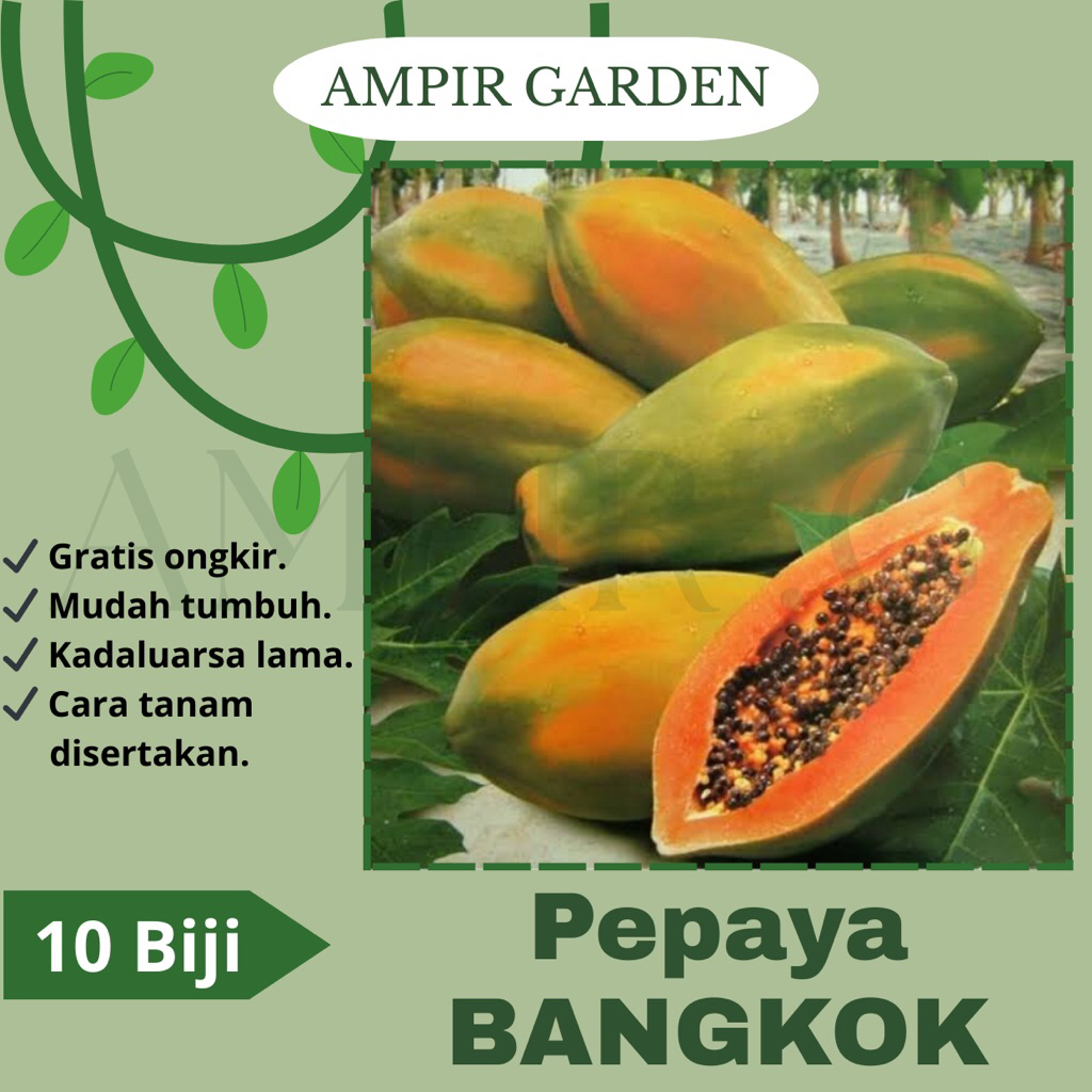 10 Biji Benih Pepaya BANGKOK THAILAND Bibit Benih Pepaya Orange Jingga Manis Tanaman Buah Gandul