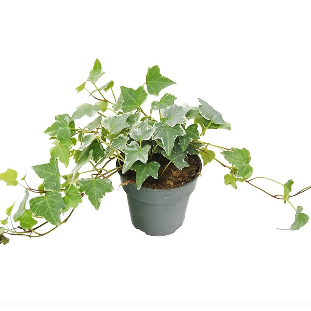 tanaman gantung english ivy // tanaman ivy // tanaman rambat english ivy