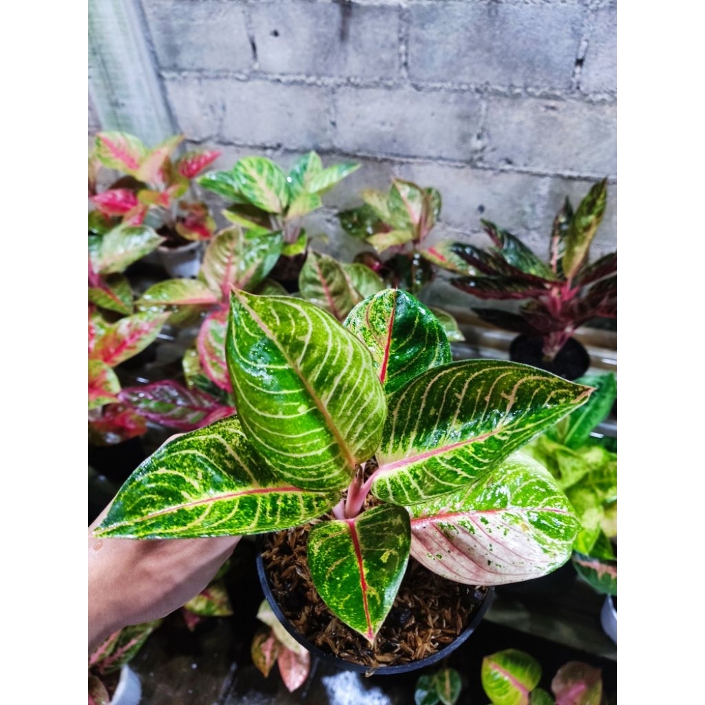 Aglonema RL tanian lokal