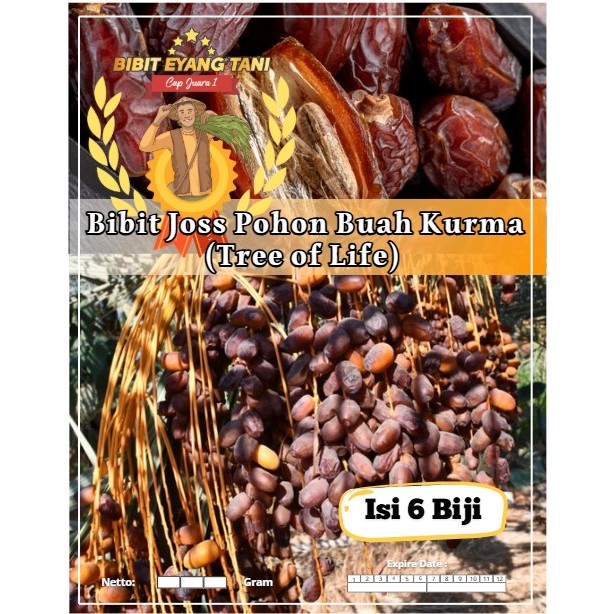 Bibit Joss Pohon Buah Kurma (Tree Of Life) | Biji Benih Pohon Kurma Buah Kehidupan | Pohon Kurma