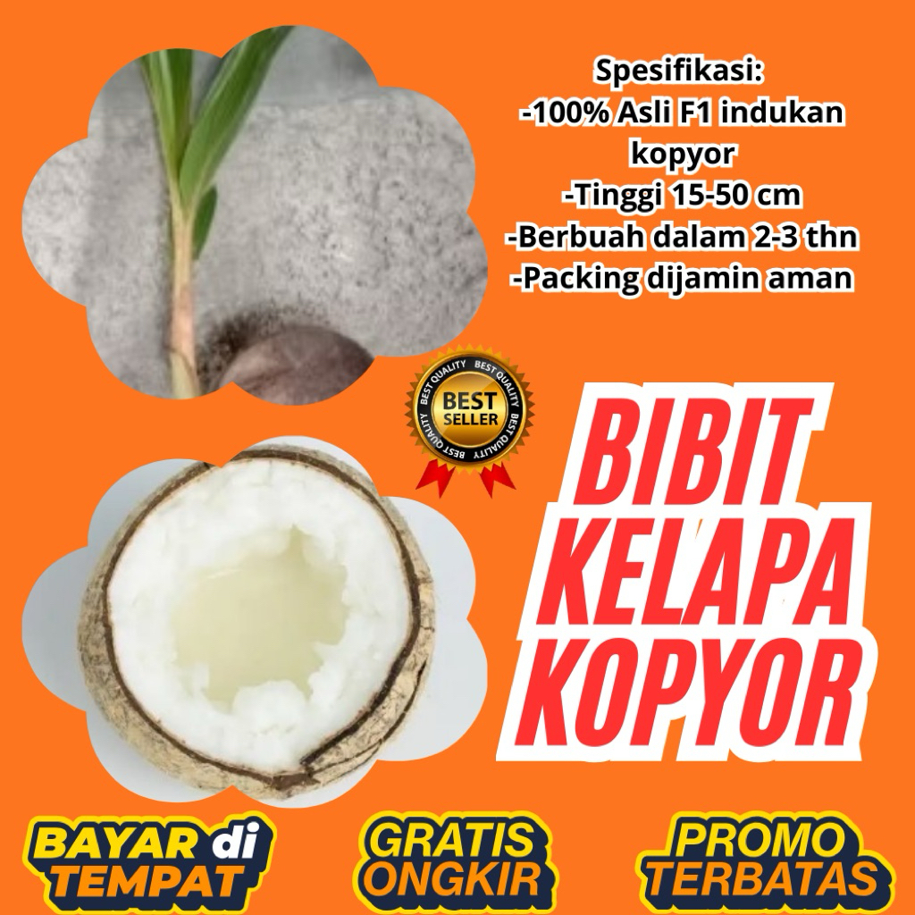 LANGSUNG DARI INDUKAN  Bibit Kelapa Kopyor Asli