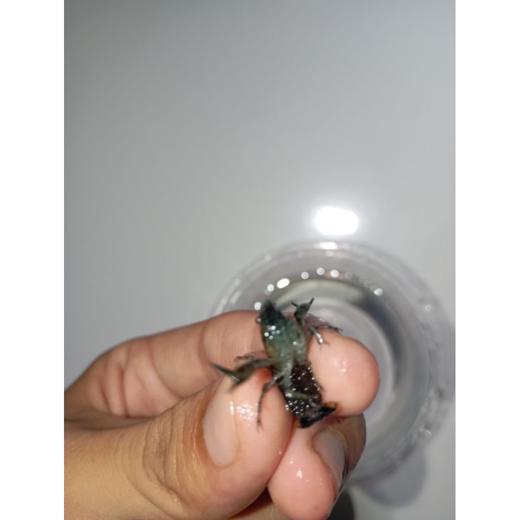 Promosi TOKO|indukan Mexican Dwarf Crayfish|lobster Mexico mini