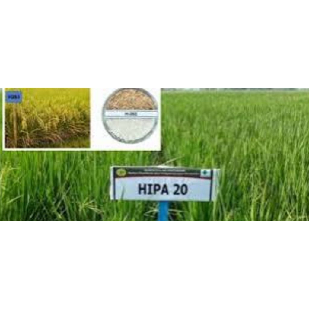 benih padi hibrida Hipa