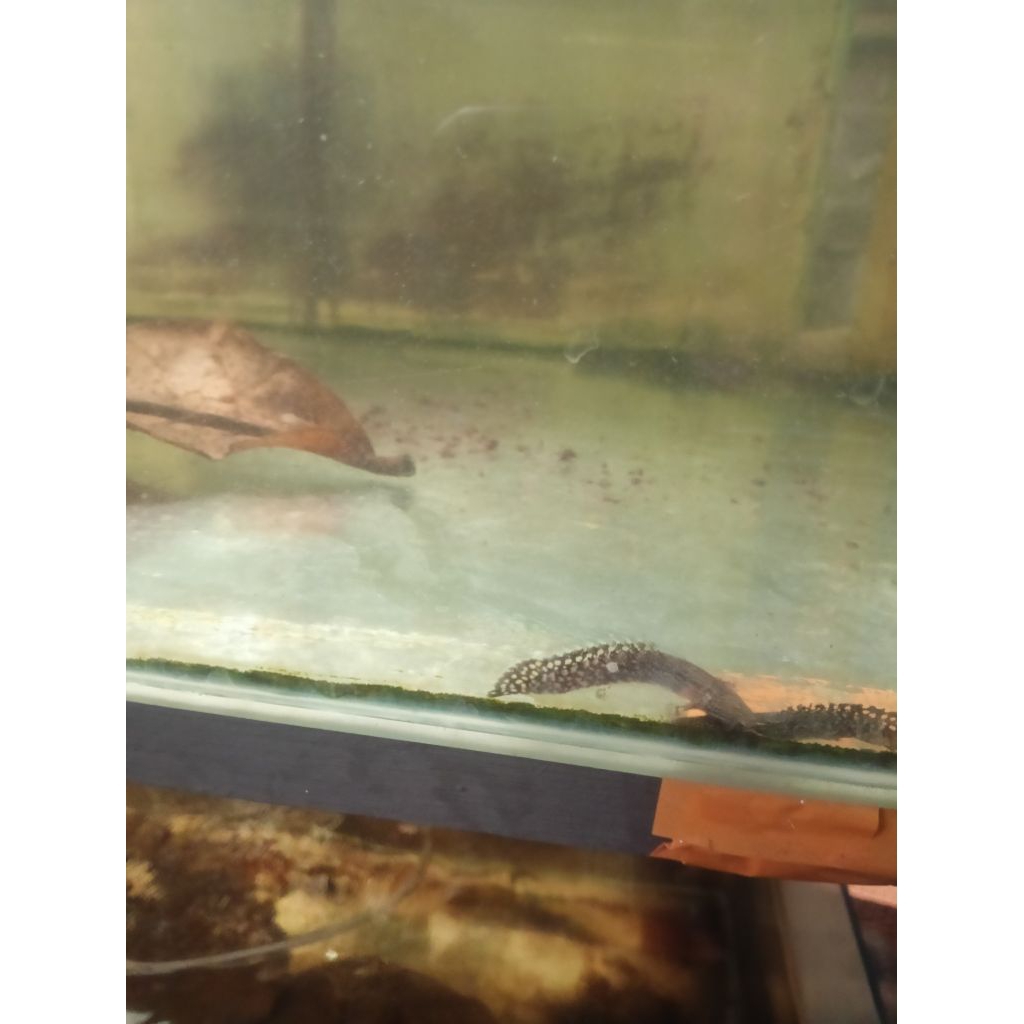 kebutuhan hiasan palmas orna palmas ornatipinis pure