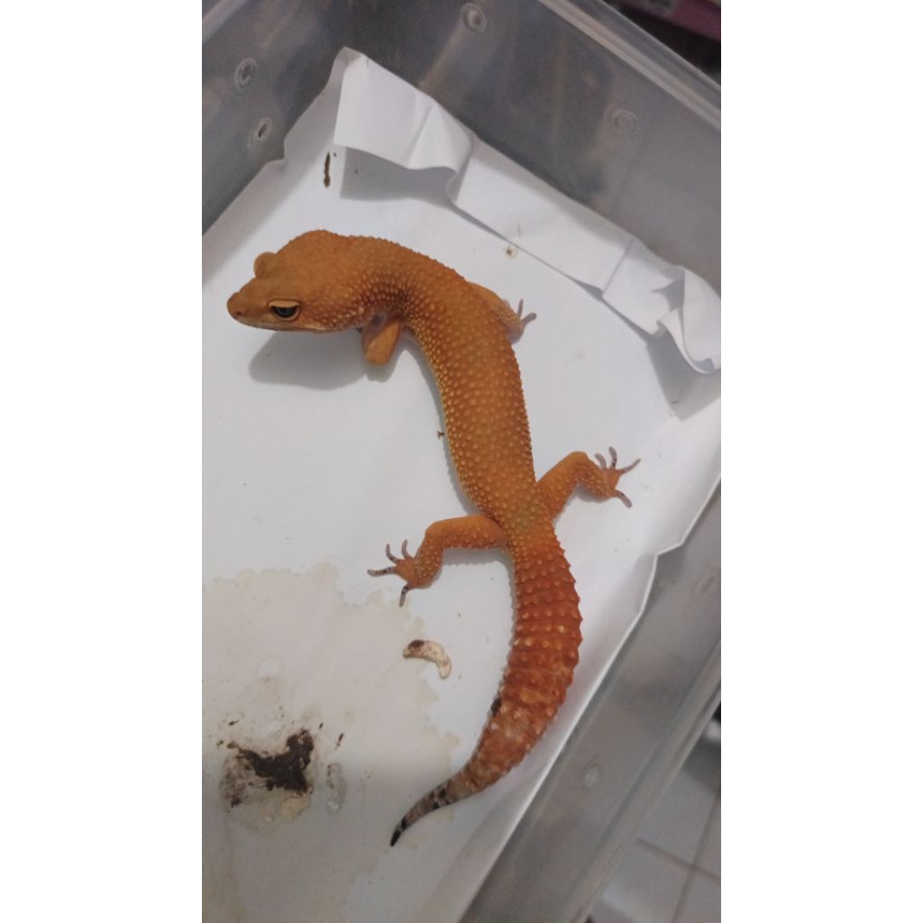 Gecko hiasan rumah remaja sampai dewasa