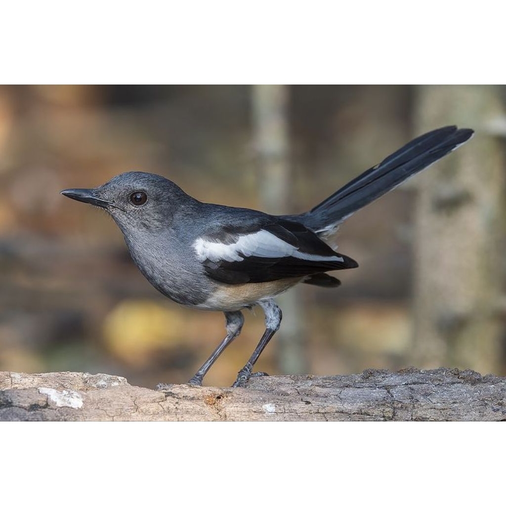 burung Kacer betina siapan