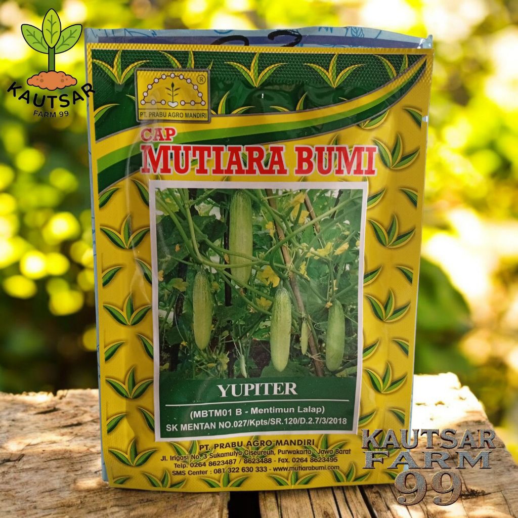 Benih timun lalap yupiter 20gram Cap Mutiara Bumi