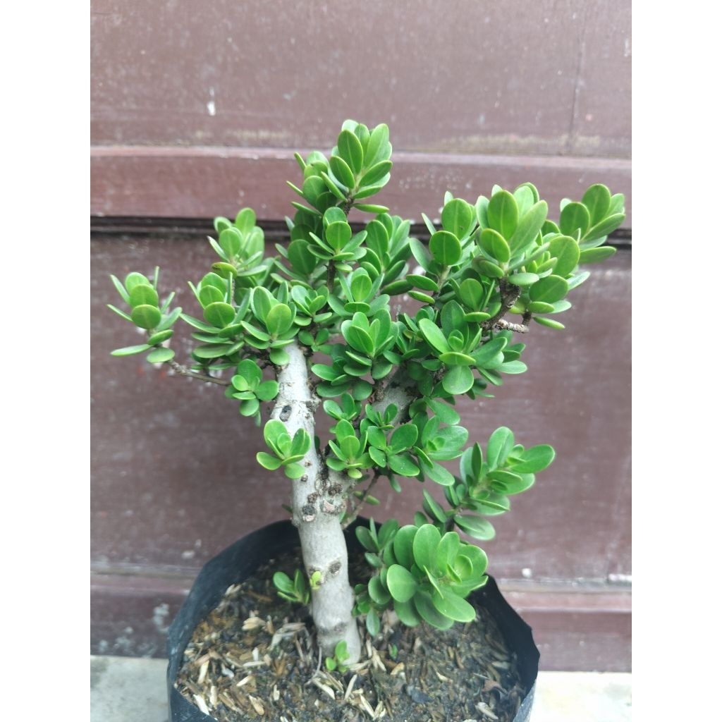 (sesuai gambar) Santigi mawar daun bulat