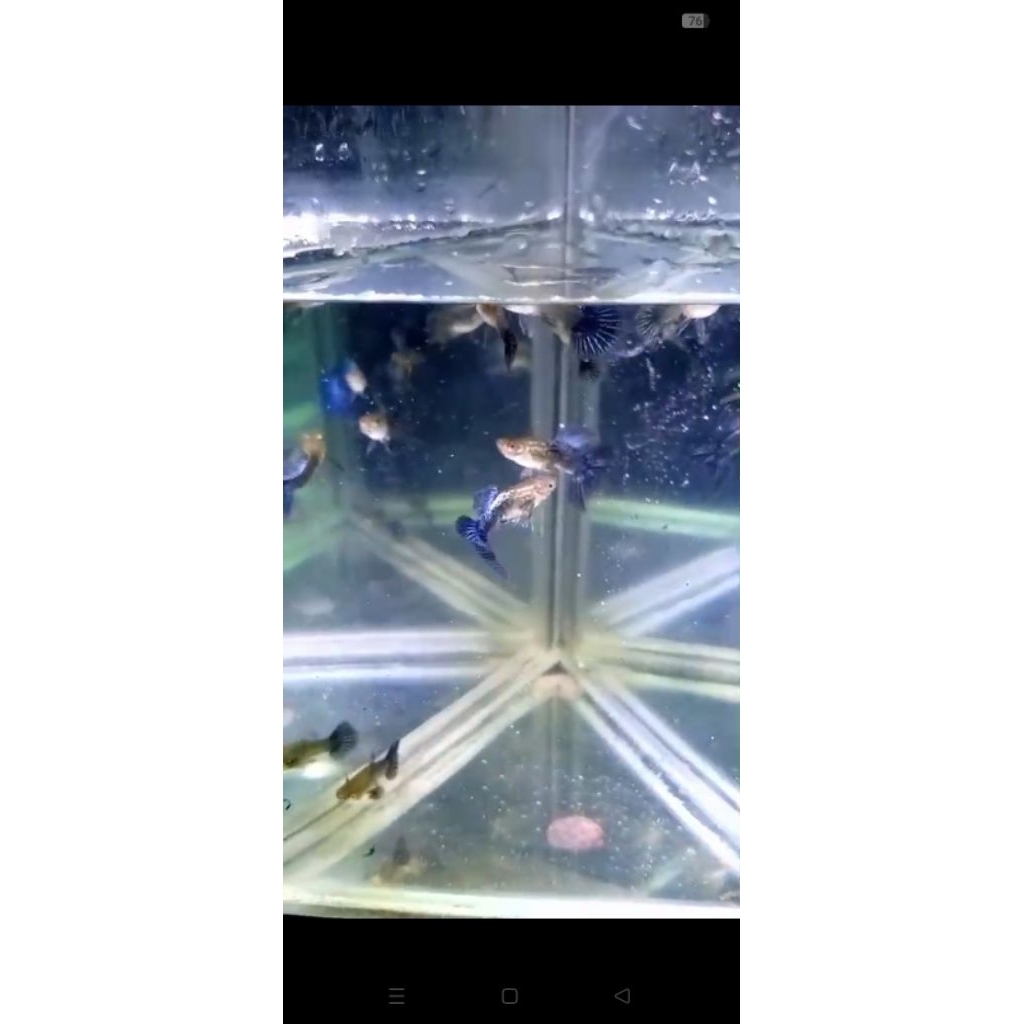 IKAN HIAS_IKAN GUPPY HB BLUE PURE 1PASANG UKURAN DEWASA