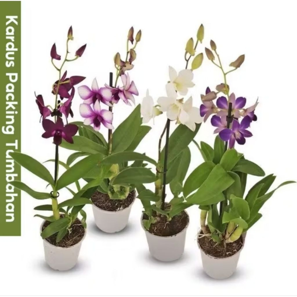 PROMO ANGGREK DENDROBIUM DEWASA / BUNGA ANGGREK DENDROBIUM DEWASA ( BISA COD )