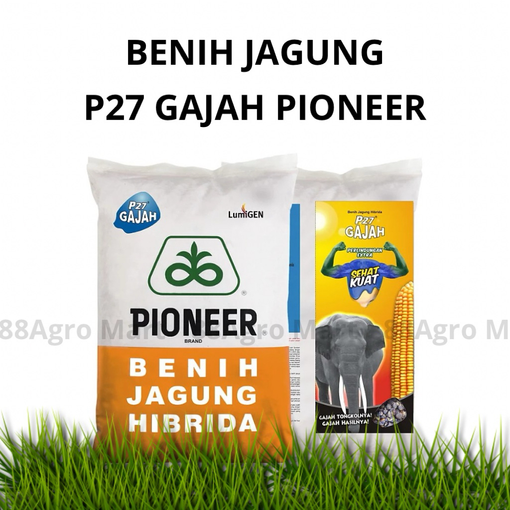 BENIH JAGUNG P27 GAJAH PIONEER LUMIGEN 1 KG